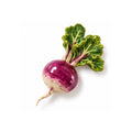 Funny Foods Seramik Turp Magneti